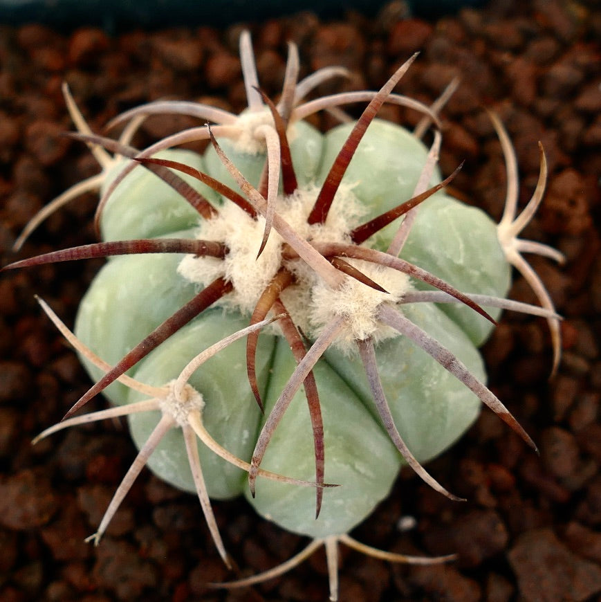 Echinocactus horizonthalonius var. nicholii cactus succulento con costolature spesse e spine lunghe e rossastre