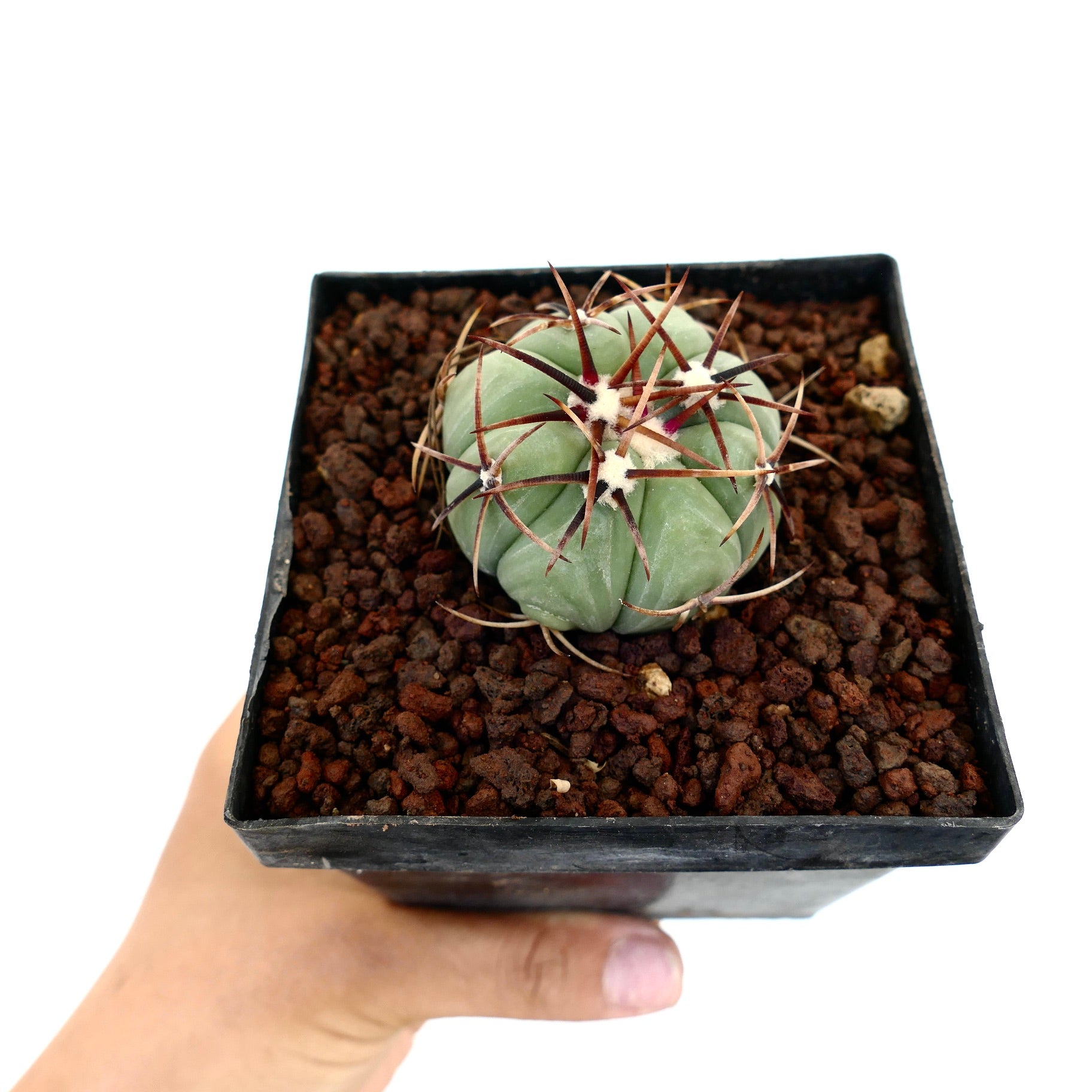 Echinocactus horizonthalonius var. nicholii liten rund kaktus med tykke pigger i svart potte