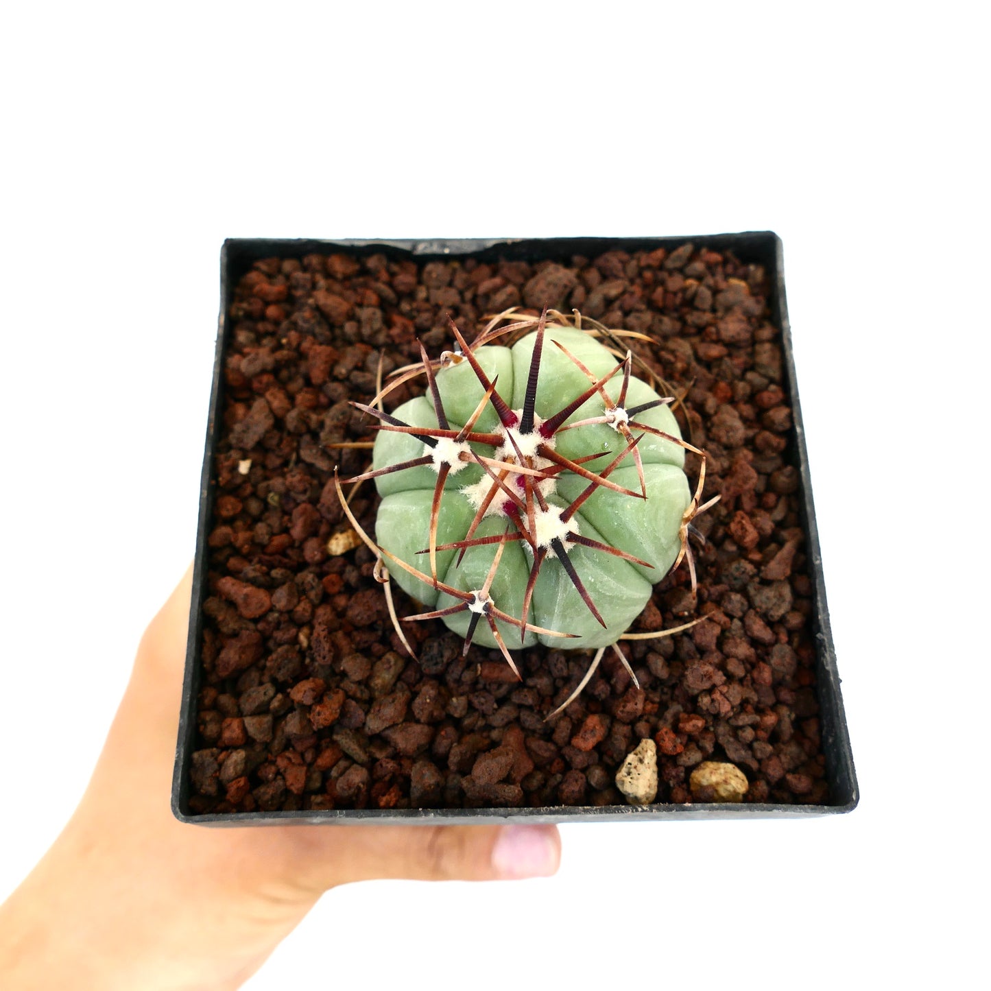 Echinocactus horizonthalonius var. nicholii liten rund kaktus med fremtredende mørke torner og blek grønn kropp