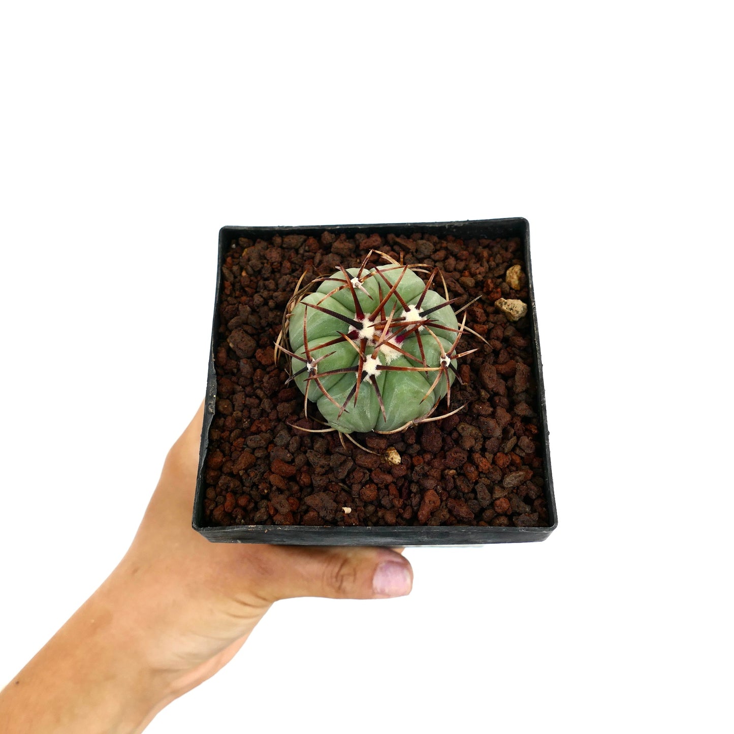 Echinocactus horizonthalonius var. nicholii liten rund kaktus med lange rødlige torner i sort potte