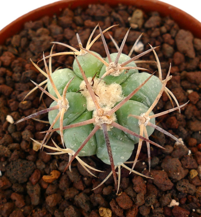 Echinocactus horizonthalonius var. nicholii piccolo cactus verde con lunghe spine marroni e areole lanose