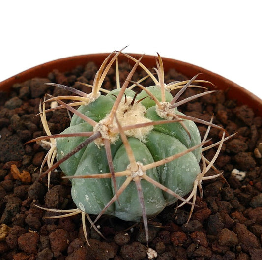 Echinocactus horizonthalonius var. nicholii piccolo cactus tondo con spine lunghe ricurve e corpo verde costolato