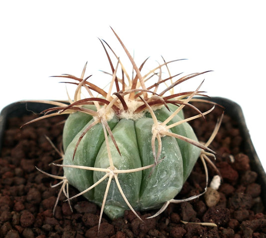 Echinocactus horizonthalonius var. nicholii piccolo cactus rotondo con coste spesse e spine lunghe marroni