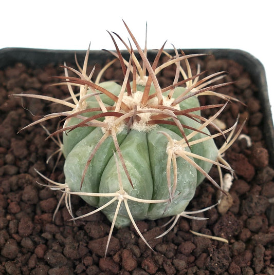 Echinocactus horizonthalonius var. nicholii piccolo cactus rotondo con spine lunghe marroni e crema