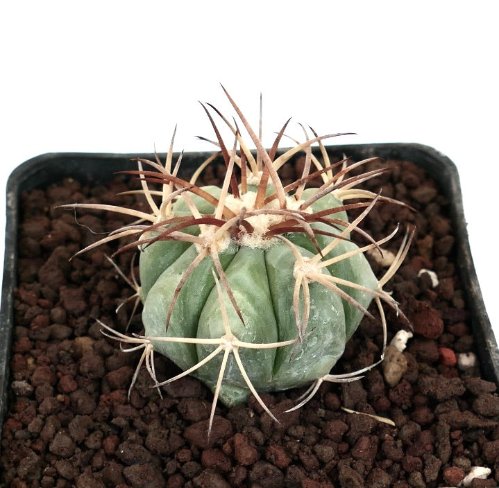 에키노카크투스 호라이즌타로니우스 니콜리이 품종 작은 녹색 선인장, 긴 갈색 가시와 골이 진 몸체, 화분에 담김