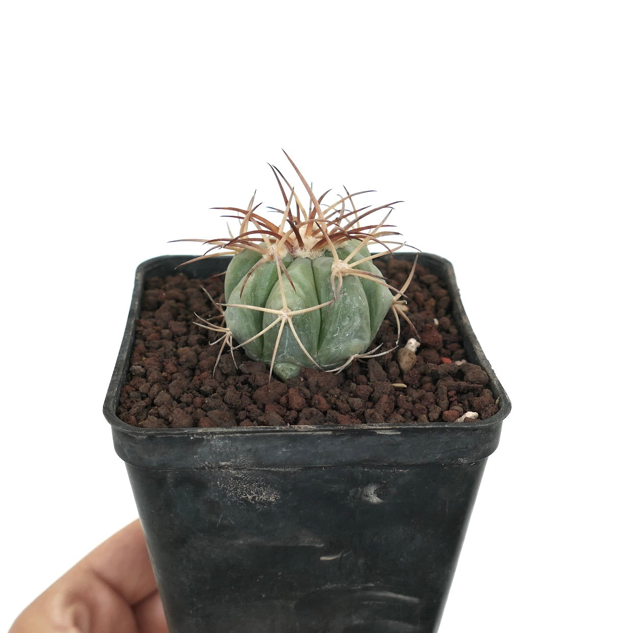 에치노카토쿠스 호라이즌탈로니우스 바리애티 니콜리 작은 녹색 선인장, 검은 화분에 긴 갈색 가시