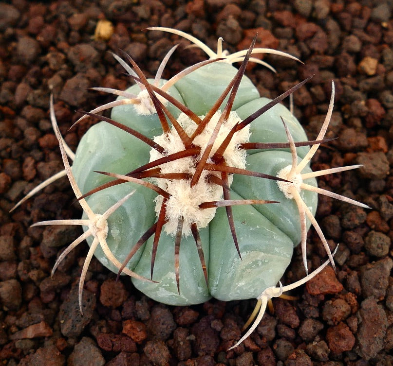 Echinocactus horizonthalonius var. texas pianta grassa succulenta con corpo verde-azzurro e lunghe spine marroni