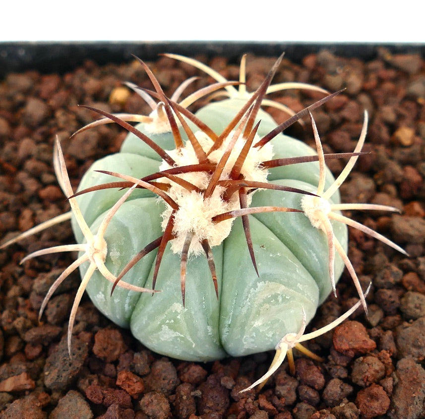 Echinocactus horizonthalonius var. texas piccolo cactus verde-blu con lunghe spine marroni e bianche, esemplare succulento