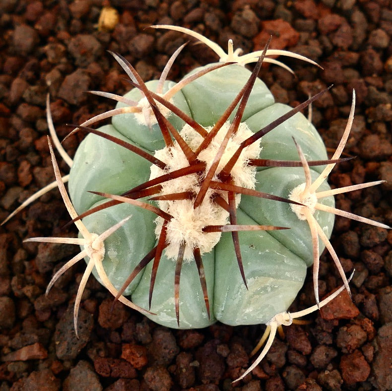 Echinocactus horizonthalonius var. texas succulent cactus con coste spesse e lunghe spine marroni