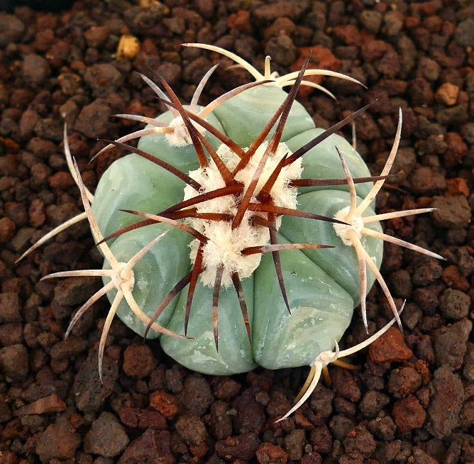 Echinocactus horizonthalonius var. texas cactus succulento con costolature spesse e lunghe spine marroni su terreno roccioso
