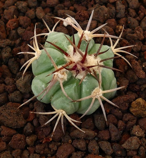 Echinocactus horizonthalonius var. texas piccolo cactus succulento con lunghe spine bianche e marroni
