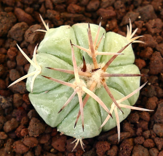 Echinocactus horizonthalonius var. texas petit cactus rond avec des épines épaisses et un corps vert pâle