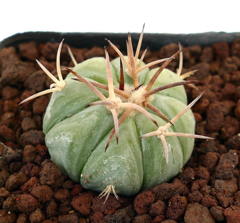 เอคิโนแคคตัส ฮอริซอนเทโลนิอัส วาร์. เท็กซัส กระบองเพชรเนื้อหนามีซี่หนาและหนามสีน้ำตาลยาว