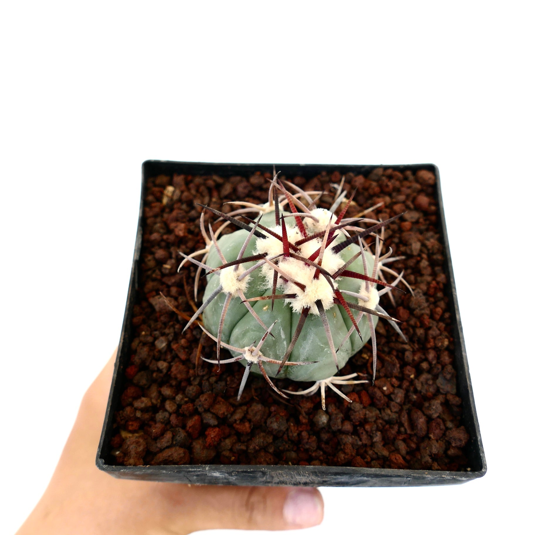 Echinocactus horizonthalonius var coahuilia liten rund kaktus med lange mørke torner og hvite ullaktige areoler