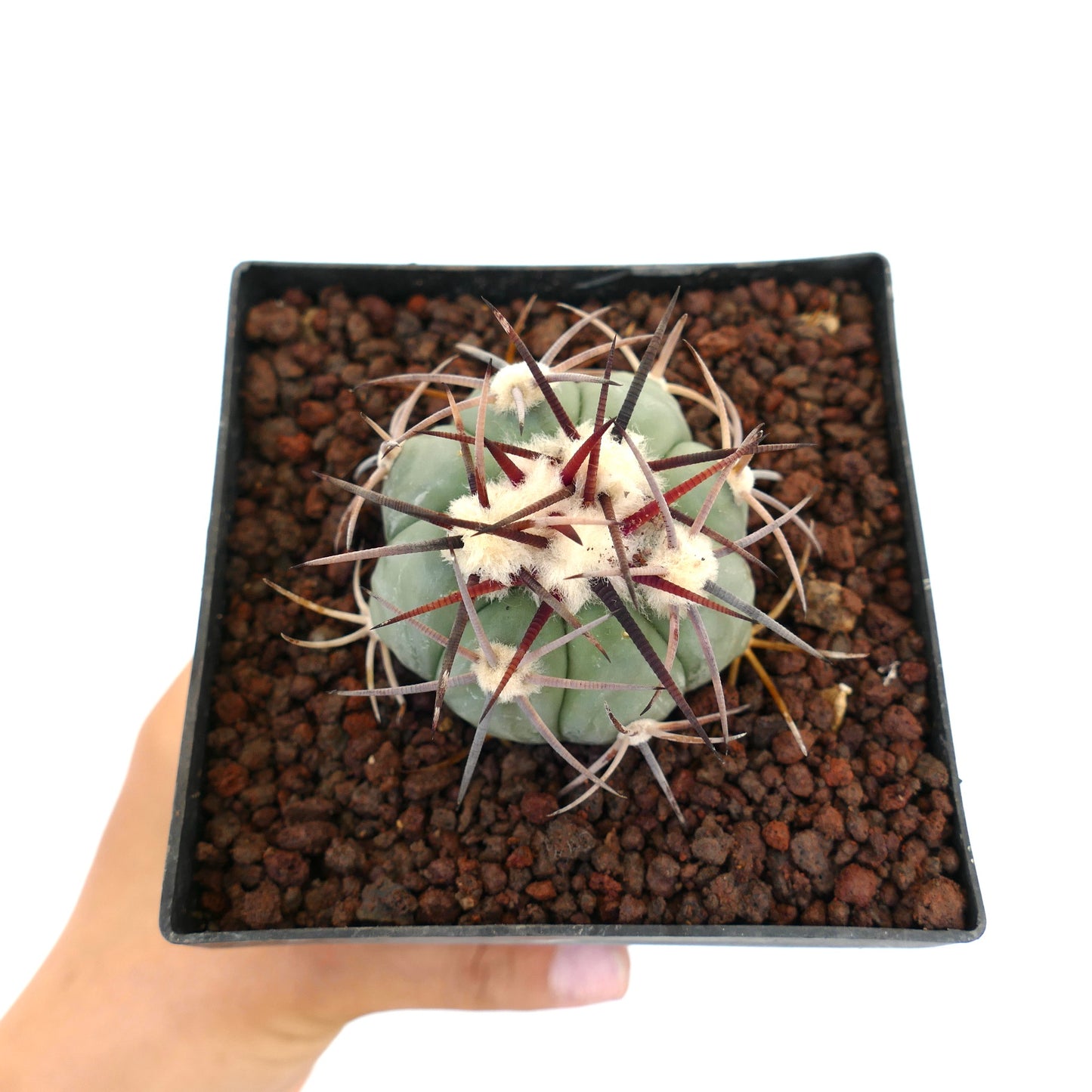 Echinocactus horizonthalonius var coahuilia liten rund kaktus med tykke pigger og hvite ullaktige areoler