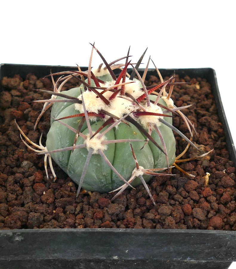 Echinocactus horizonthalonius var coahuilia liten grønn kaktus med lange mørke pigger og hvite ullaktige areoler