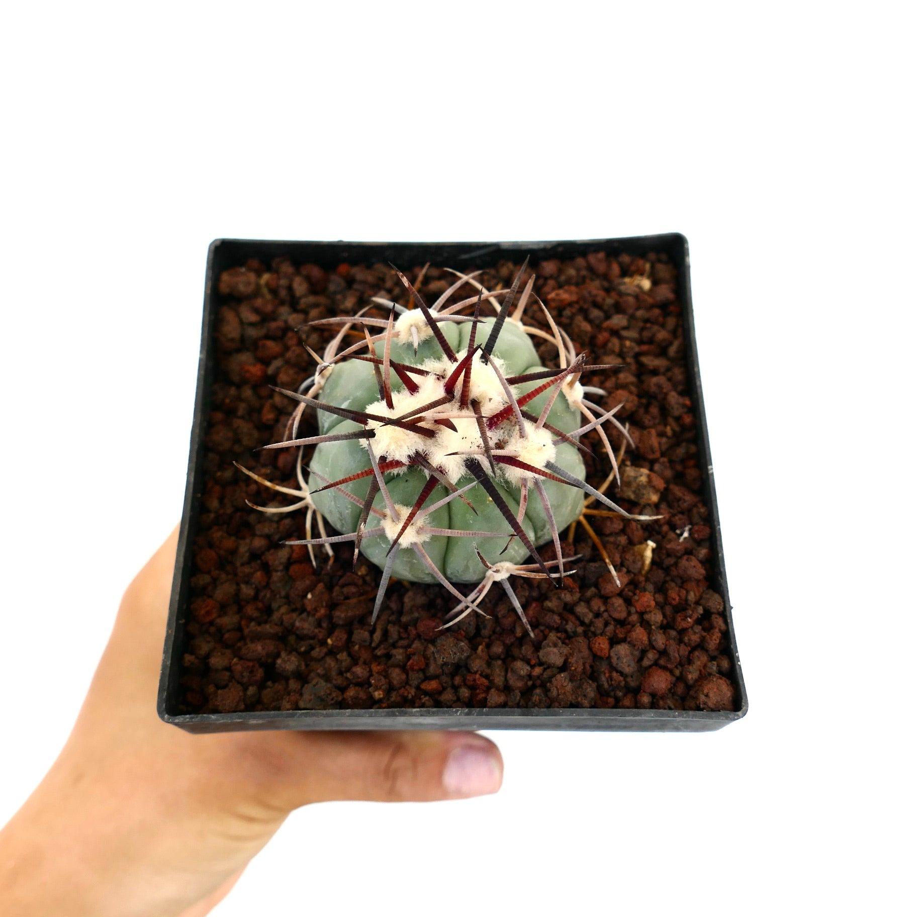 Echinocactus horizonthalonius var coahuilia liten rund kaktus med lange mørke pigger og hvite ullaktige areoler