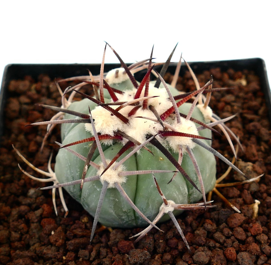 Echinocactus horizonthalonius var coahuilia liten rund kaktus med tykke pigger og hvite ullaktige areoler