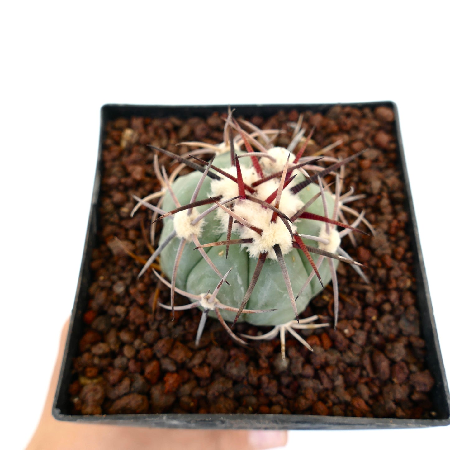 Echinocactus horizonthalonius var coahuilia liten rund kaktus med lange rødbrune pigger og hvite ullaktige areoler