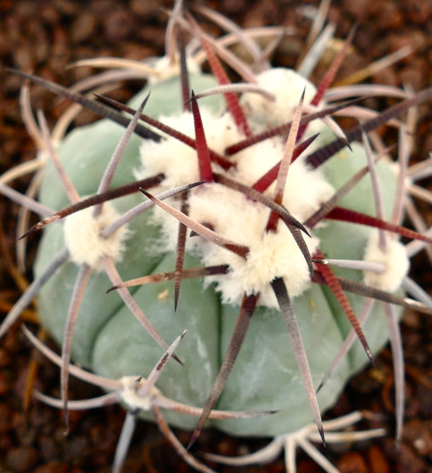 Echinocactus horizonthalonius var coahuilia sukkulent kaktus med tykke torner og hvite ullaktige areoler