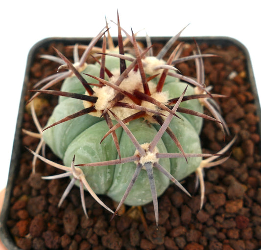 Echinocactus horizonthalonius var cohuila cactus succulent avec des côtes vertes épaisses et de longues épines brunes pointues
