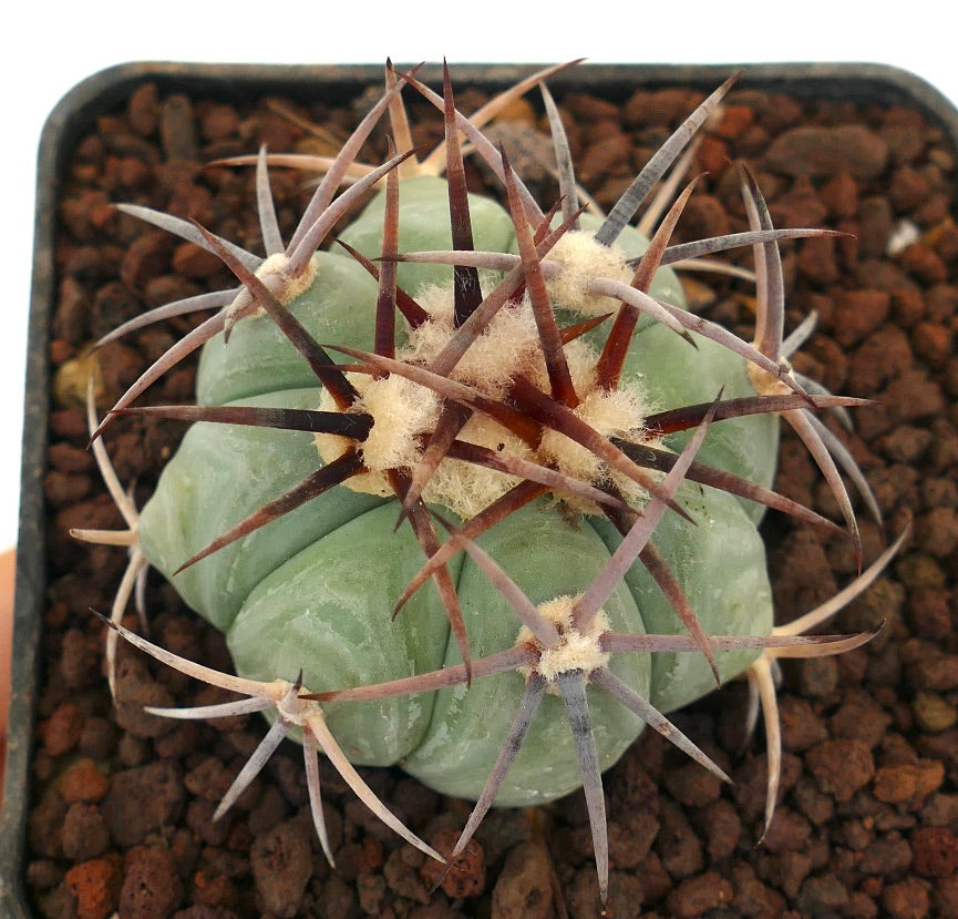 Echinocactus horizonthalonius var cohuila saftig kaktus med tykk grønn kropp og lange rødlige pigger