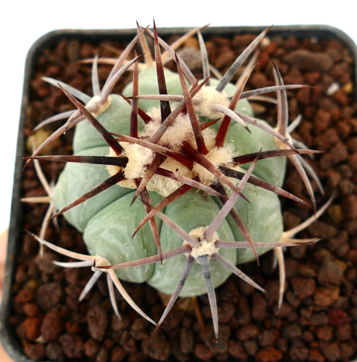 Echinocactus horizonthalonius var cohuila saftig kaktus med tykk grønn kropp og lange rødaktige pigger