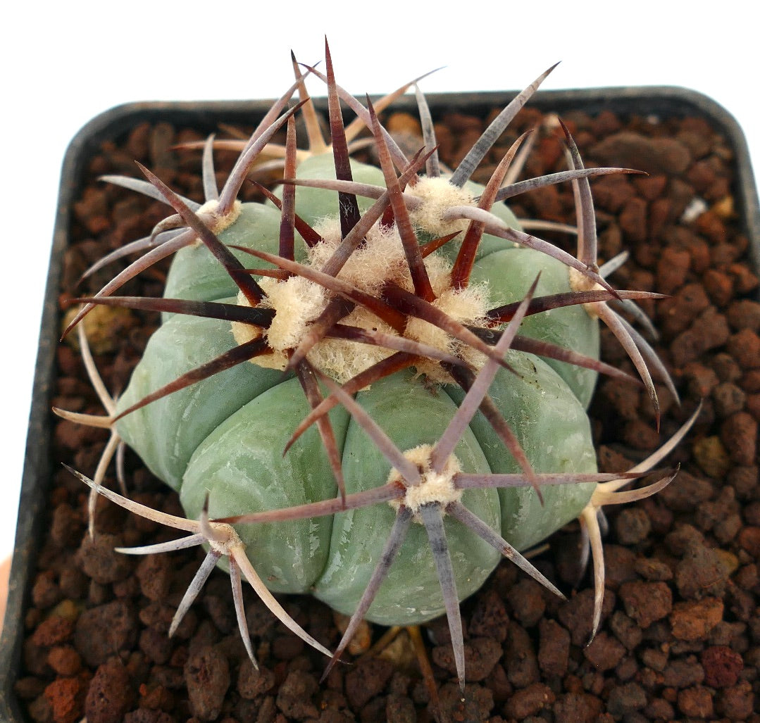 Echinocactus horizonthalonius var cohuila sukkulent kaktus med tykke grønne ribber og lange mørke pigger