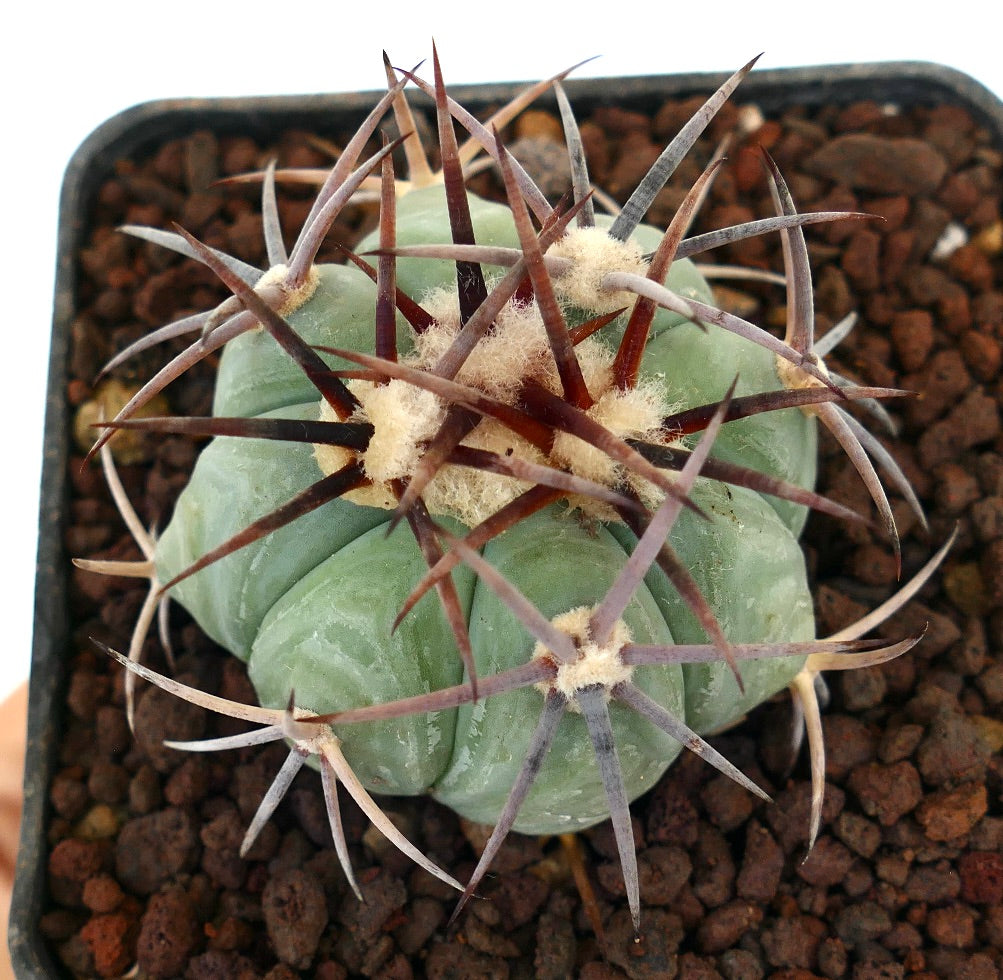 Echinocactus horizonthalonius var cohuila sukkulent kaktus med tykke ribber og lange mørke pigger