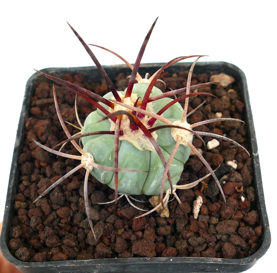Echinocactus horizonthalonius var nicholii sukkulent kaktus med lange rødbrune torner og rundet grønn kropp