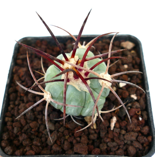 Echinocactus horizonthalonius var nicholii petit cactus succulent avec de longues épines rougeâtres et un corps arrondi