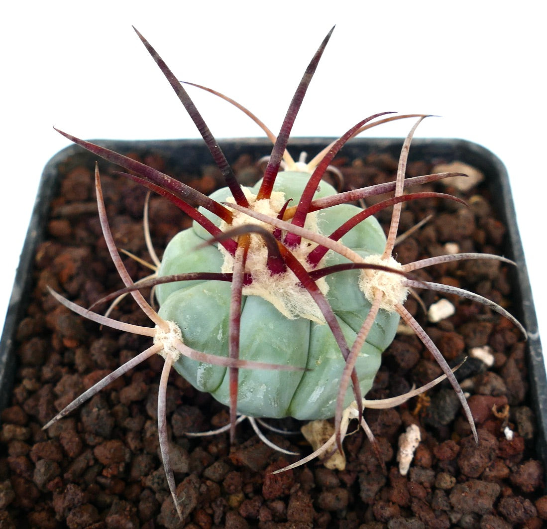 Echinocactus horizonthalonius var nicholii saftig kaktus med lange rødaktige torner og rundet blågrønn kropp