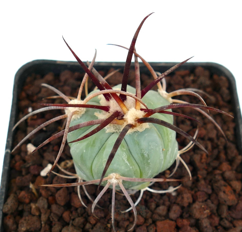 Echinocactus horizonthalonius var nicholii saftig kaktus med lange mørke pigger og avrundet grønn kropp