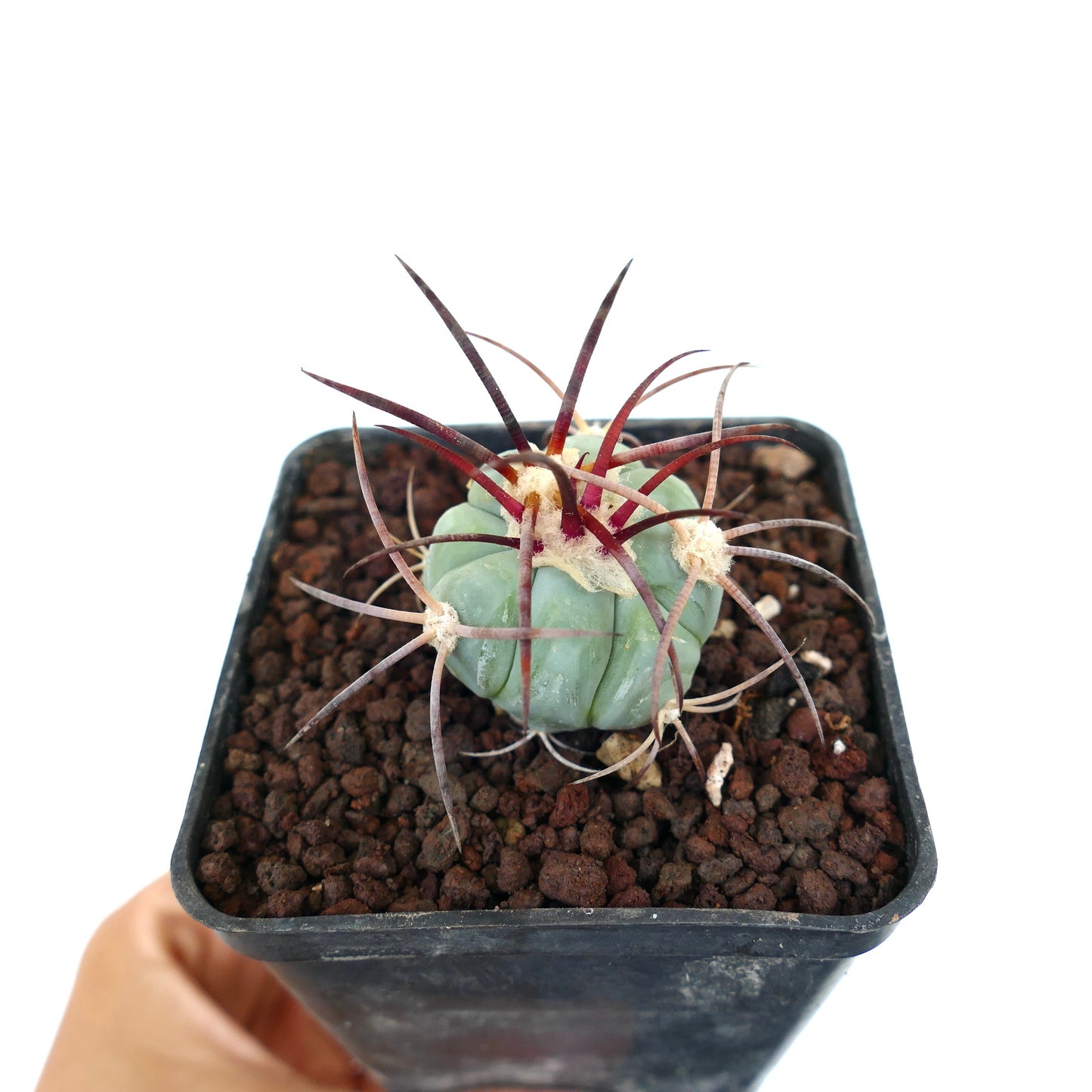 Echinocactus horizonthalonius var nicholii liten sukkulent kaktus med lange mørkerøde pigger og ullent areoler