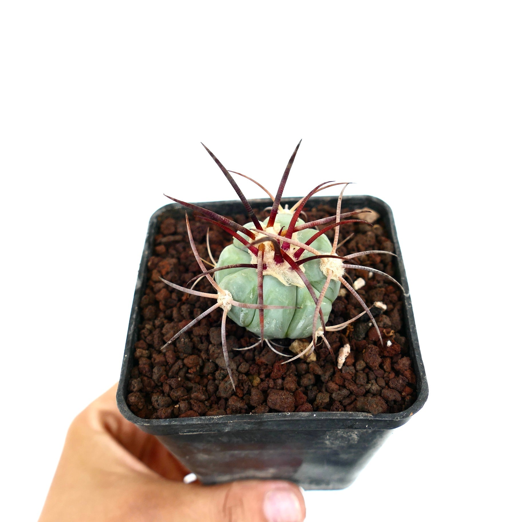 Echinocactus horizonthalonius var nicholii liten sukkulent kaktus med lange rødbrune pigger og rund kropp
