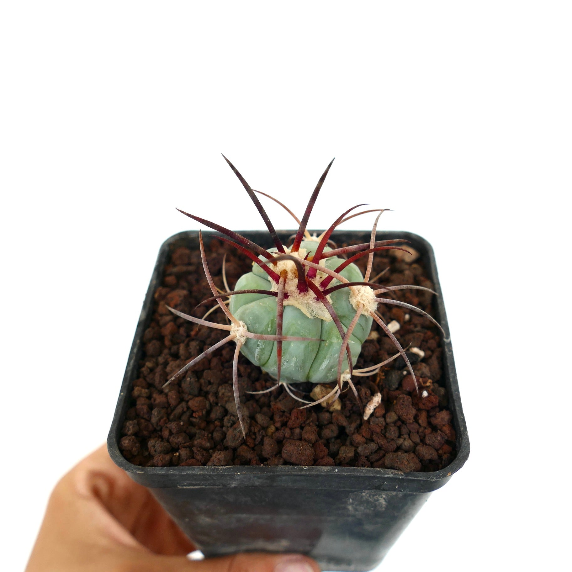 Echinocactus horizonthalonius var nicholii liten saftig kaktus med lange rødaktige pigger i svart potte