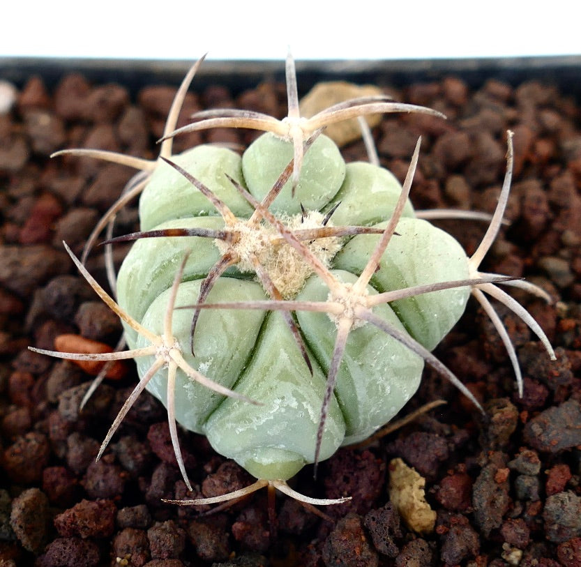 Echinocactus horizonthalonius var texas liten saftig kaktus med tykke pigger og blekgrønne ribber