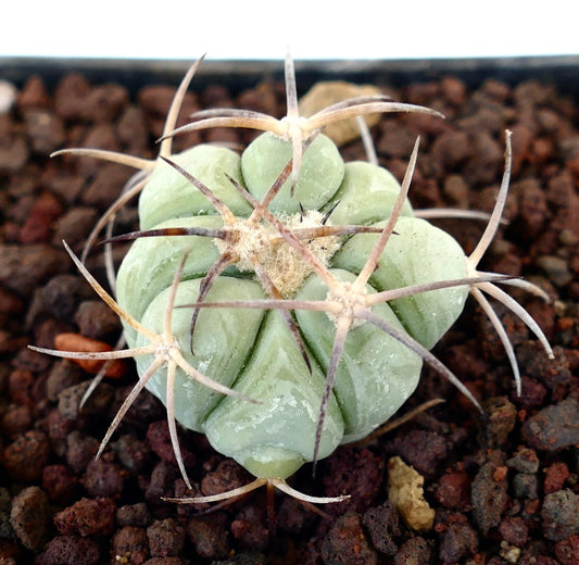 Echinocactus horizonthalonius var texas petit cactus succulent avec des épines épaisses et des côtes vert pâle