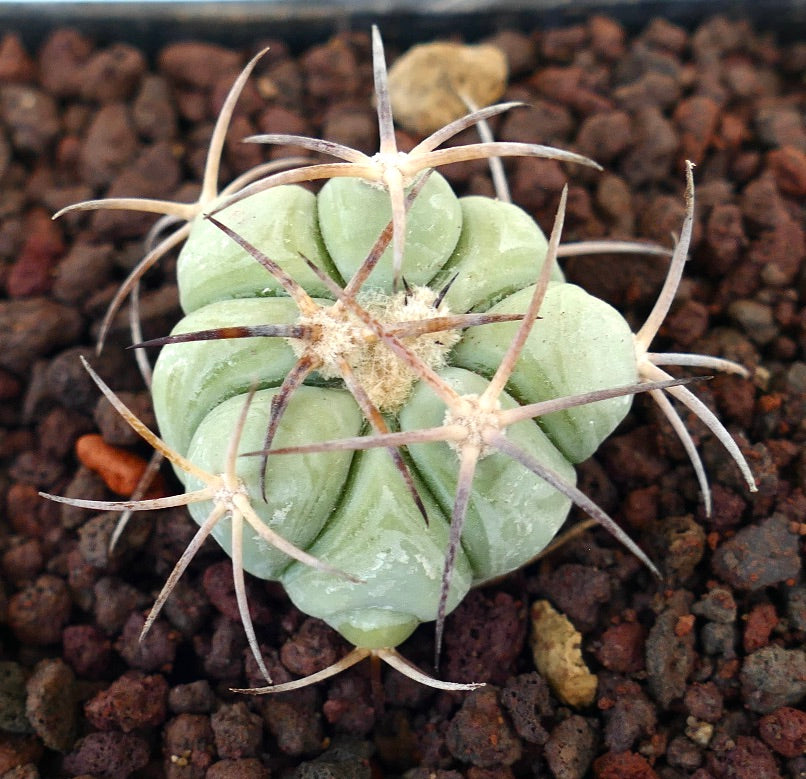 Echinocactus horizonthalonius var texas sukkulent kaktus med tykke ribber og lange buede pigger