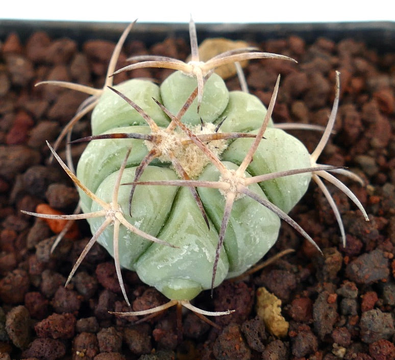 Echinocactus horizonthalonius var texas liten sukkulent kaktus med blek grønn kropp og lange torner