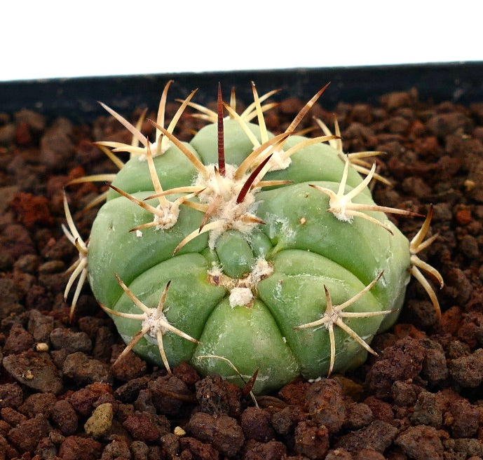 Echinocactus horizonthalonius x Sirotoge Suiheimaru cactus verde con spine lunghe e prominenti e coste arrotondate