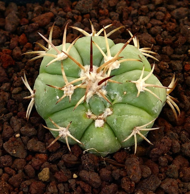 Echinocactus horizonthalonius x Sirotoge Suiheimaru piccolo cactus verde con spine prominenti e corpo costoluto