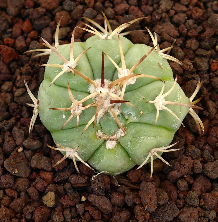 Echinocactus horizonthalonius x Sirotoge Suiheimaru raro cactus succulento con spine lunghe prominenti e costolature arrotondate