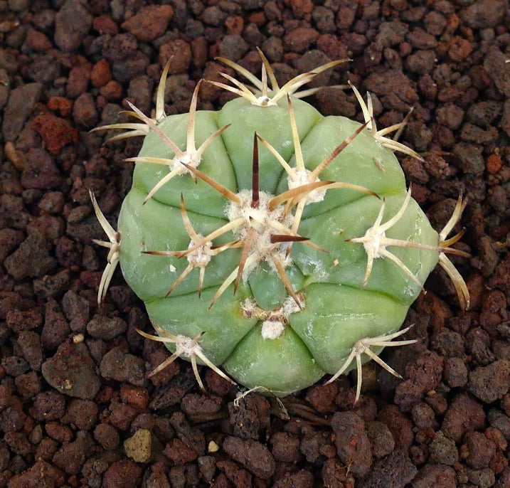Echinocactus horizonthalonius x Sirotoge Suiheimaru raro cactus succulento con spine spesse e corpo verde arrotondato