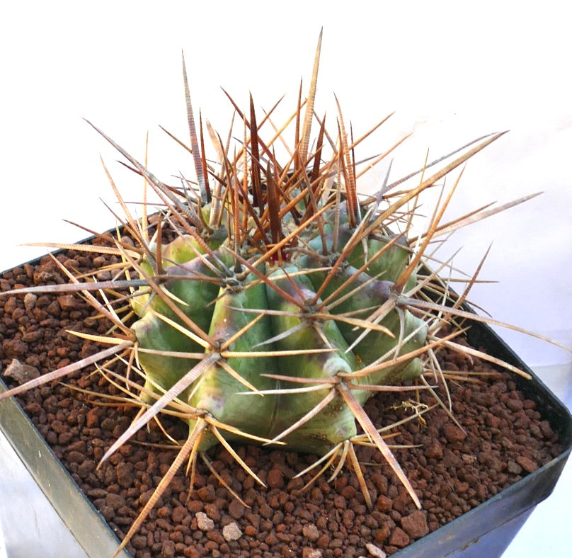 Echinocactus ingens succulent cactus with thick green body and long sharp brown spines in pot