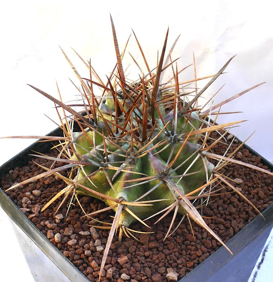 Echinocactus ingens succulent cactus with large brown spines and green ribbed body in pot