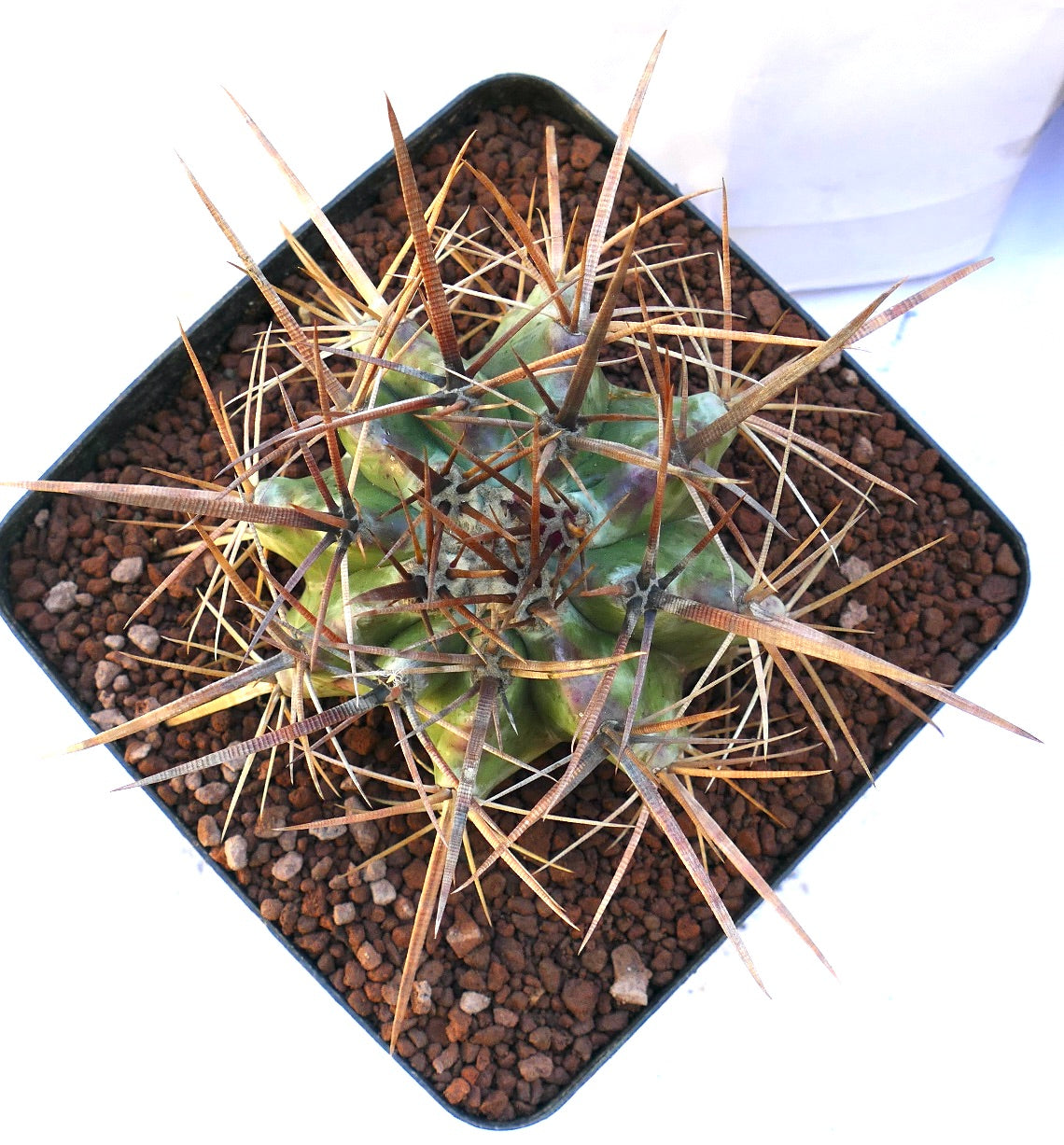 Echinocactus ingens succulent cactus with thick green body and long brown spines in pot