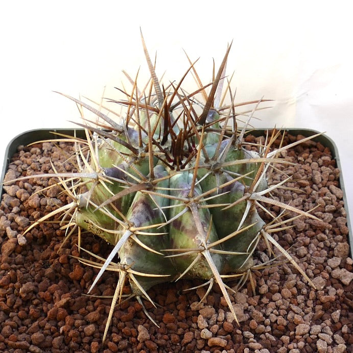 Echinocactus ingens succulent cactus with thick green body and long sharp brown spines