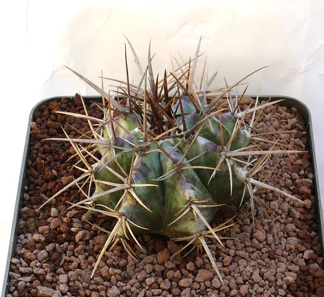 Echinocactus ingens succulent cactus with thick green body and long sharp brown spines
