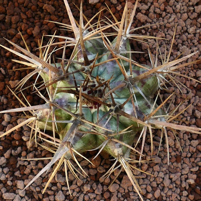 Echinocactus ingens succulent cactus with large brown spines and green ribbed body
